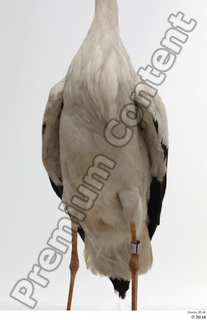 Black stork chest 0001.jpg